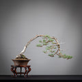 Bonsái yamadori de pinus sylvestris en estilo bunjin y tamaño kifu