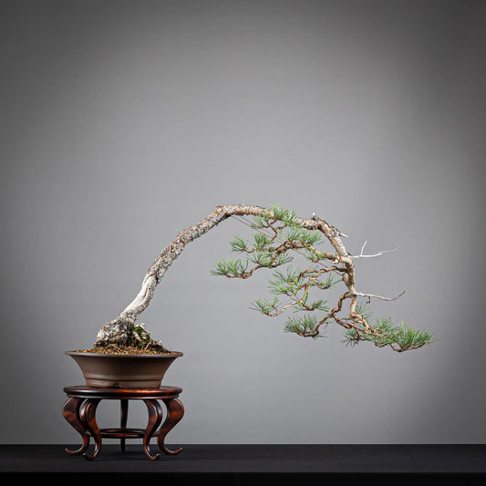 Bonsái yamadori de pinus sylvestris en estilo bunjin y tamaño kifu