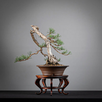 Cara derecha de bonsai de pinus sylvestris, tamaño kifu y estilo bunjin.