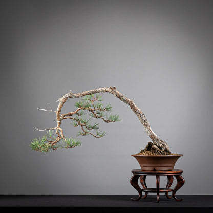 Cara trasera de bonsai de pinus sylvestris, estilo bunjin y tamaño kifu