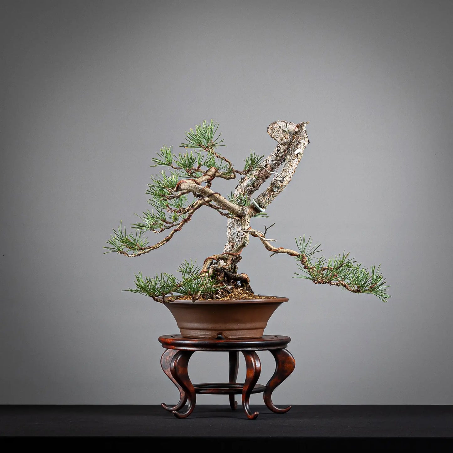 Cara izquierda de bonsai de pinus sylvestris, tamaño kifu y estilo bunjin
