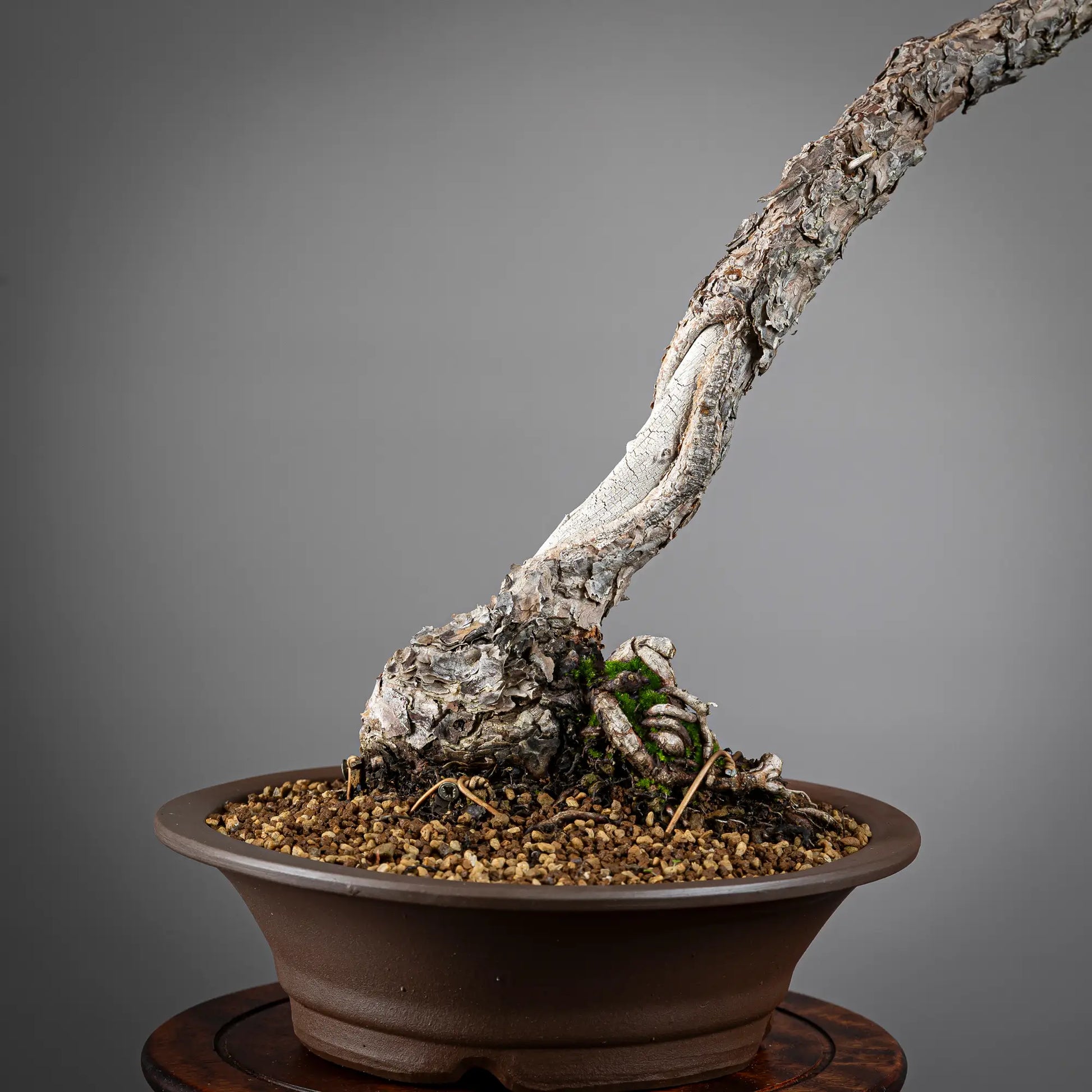 Detalle de nebari de bonsai de pinus sylvestris. Se observa corteza y shari en tronco.