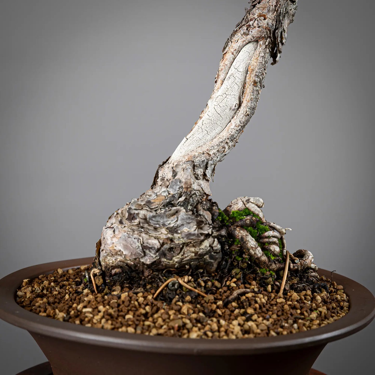 Detalle de nebari y shari