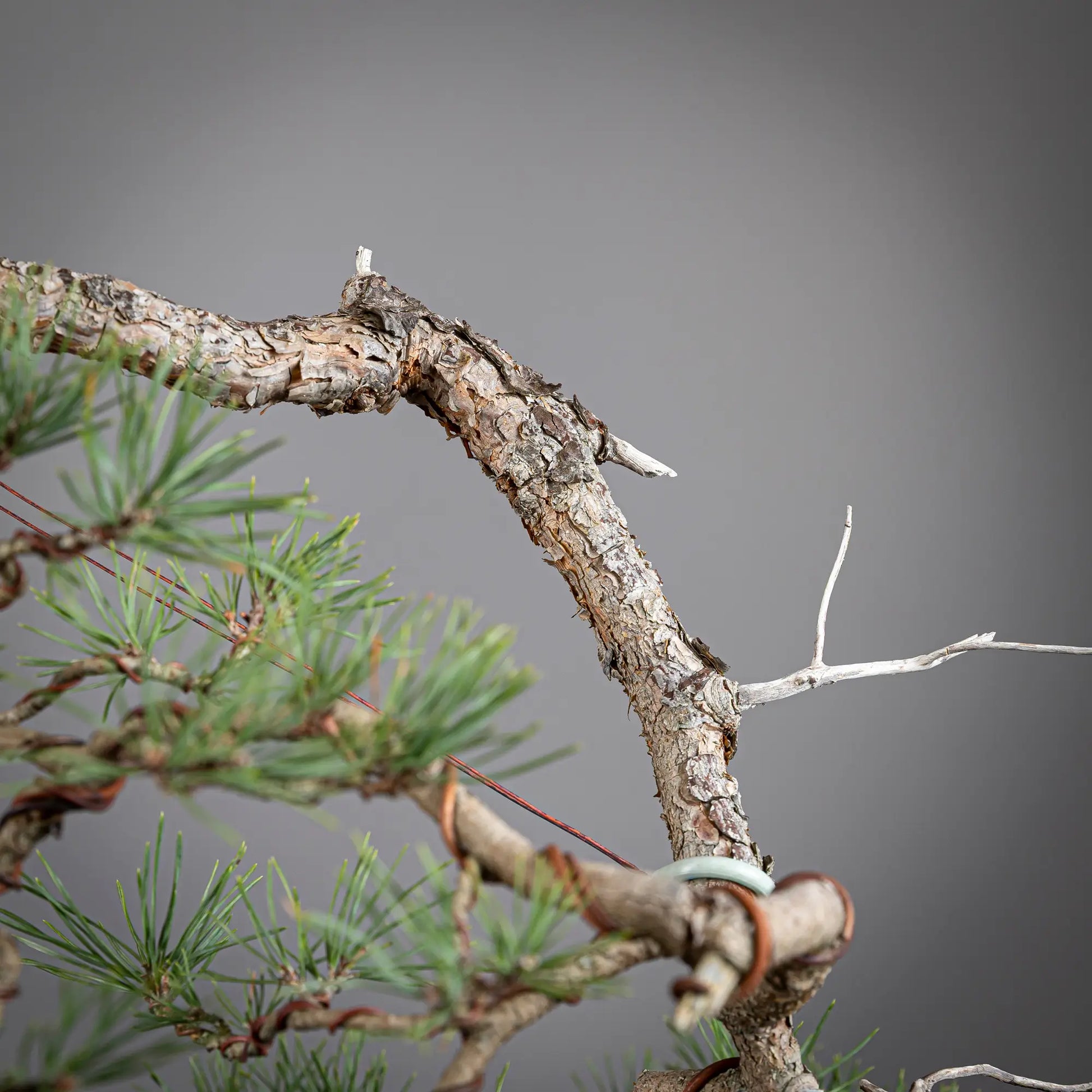 Detalle de la corteza en curva