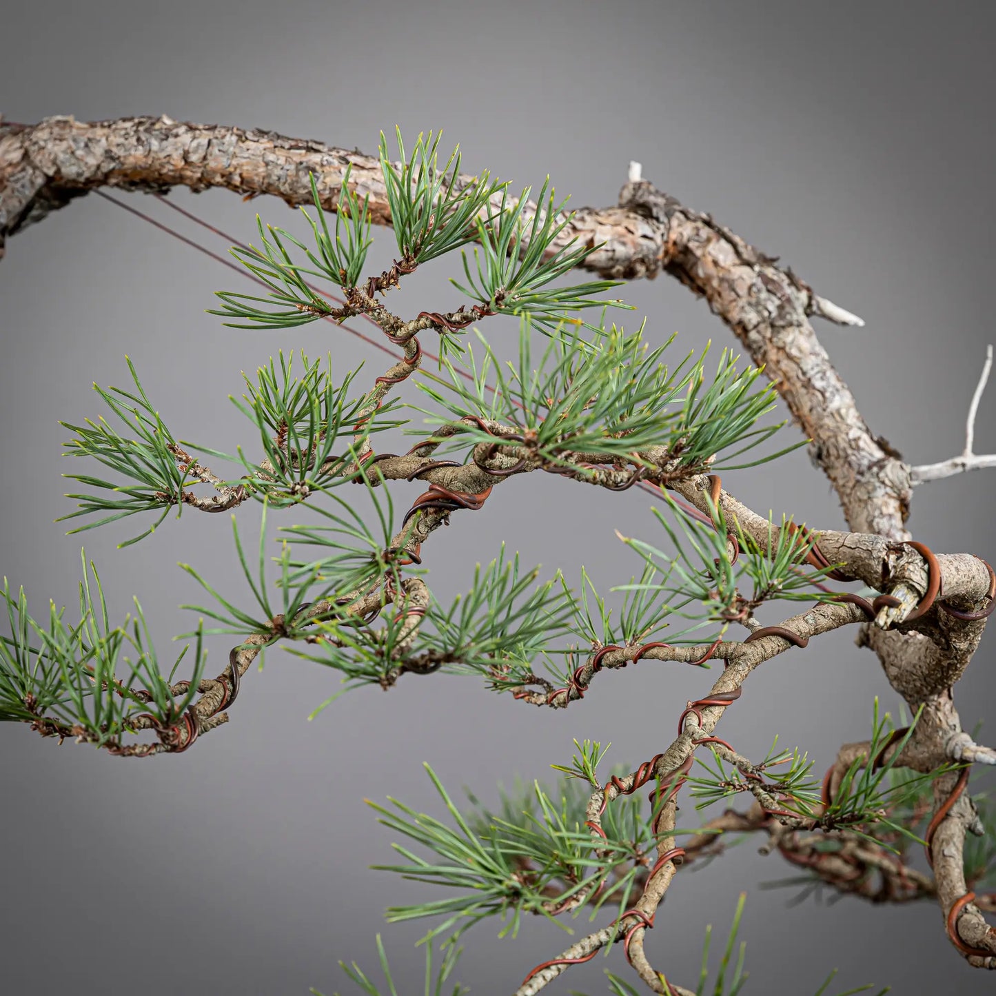 Detalle de apice de bonsai de pinus sylvestris alamabrado en cobre