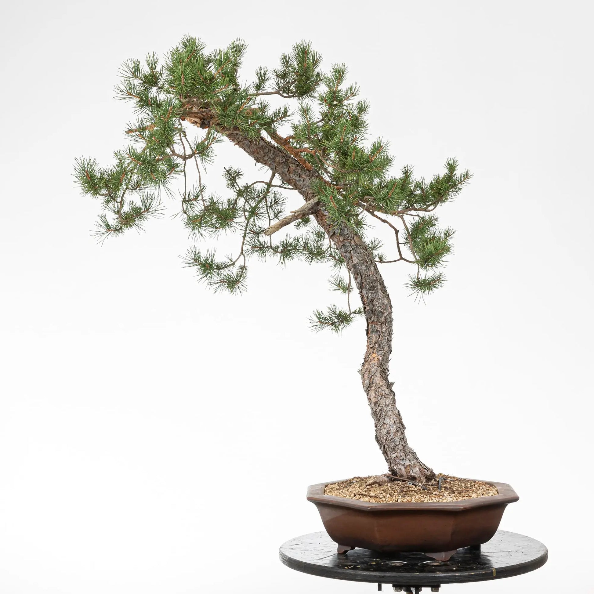Bonsai yamadori de pinus sylvestris en estilo bunjin y tamaño dai