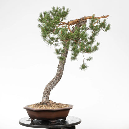 Cara derecha de bonsai de pino silvestris