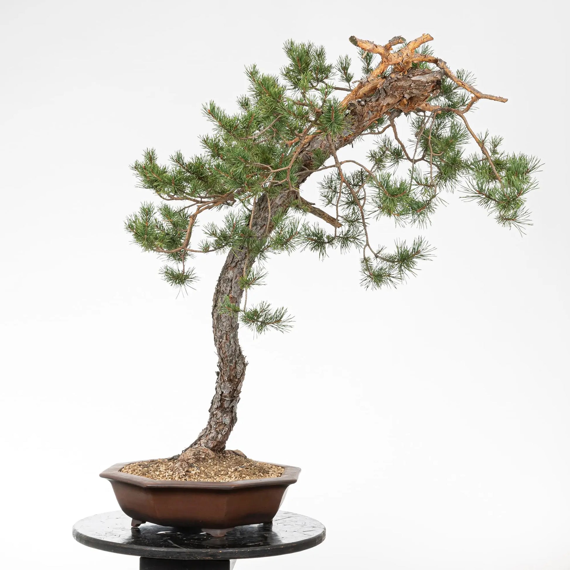 Cara trasera de bonsai de pino silvestris