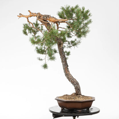 Cara izquierda de bonsai de pino silvestris