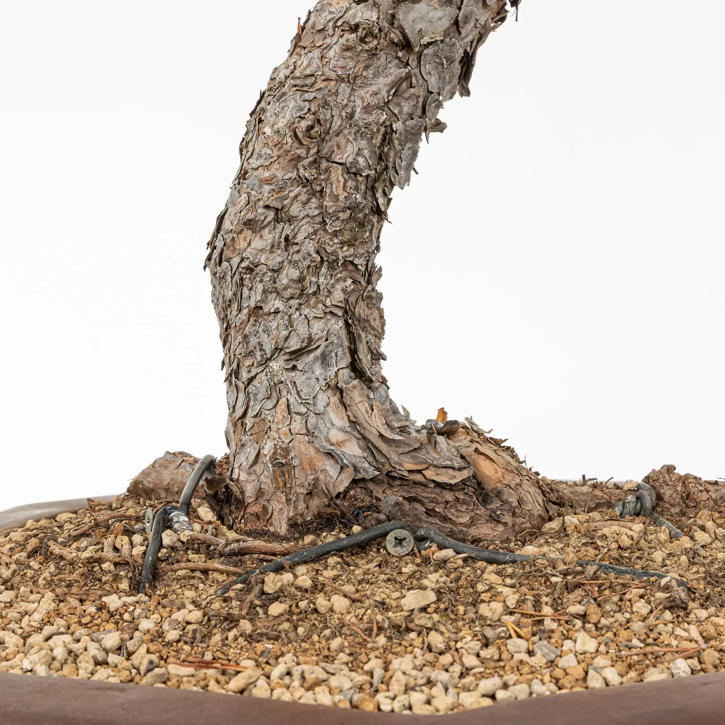 Nebari de bonsai de pino silvestris
