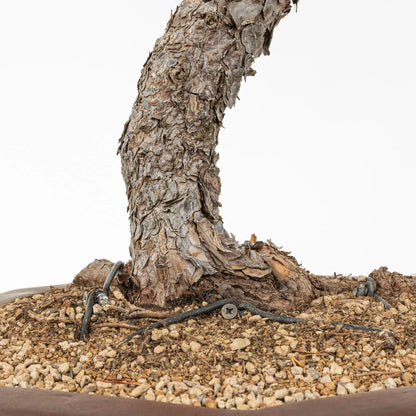 Nebari de bonsai de pino silvestris