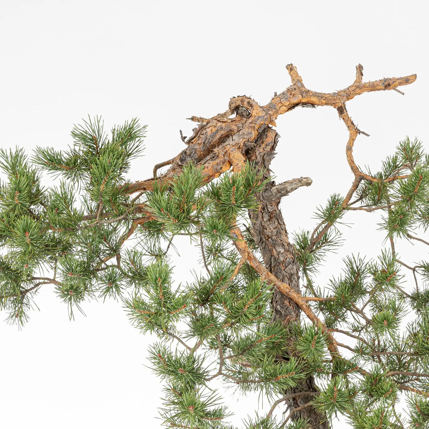 Detalle de ramas anaranjadas de bonsai de pino silvestris