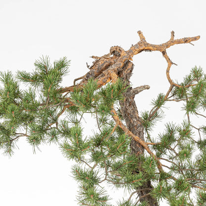 Detalle de ramas anaranjadas de bonsai de pino silvestris