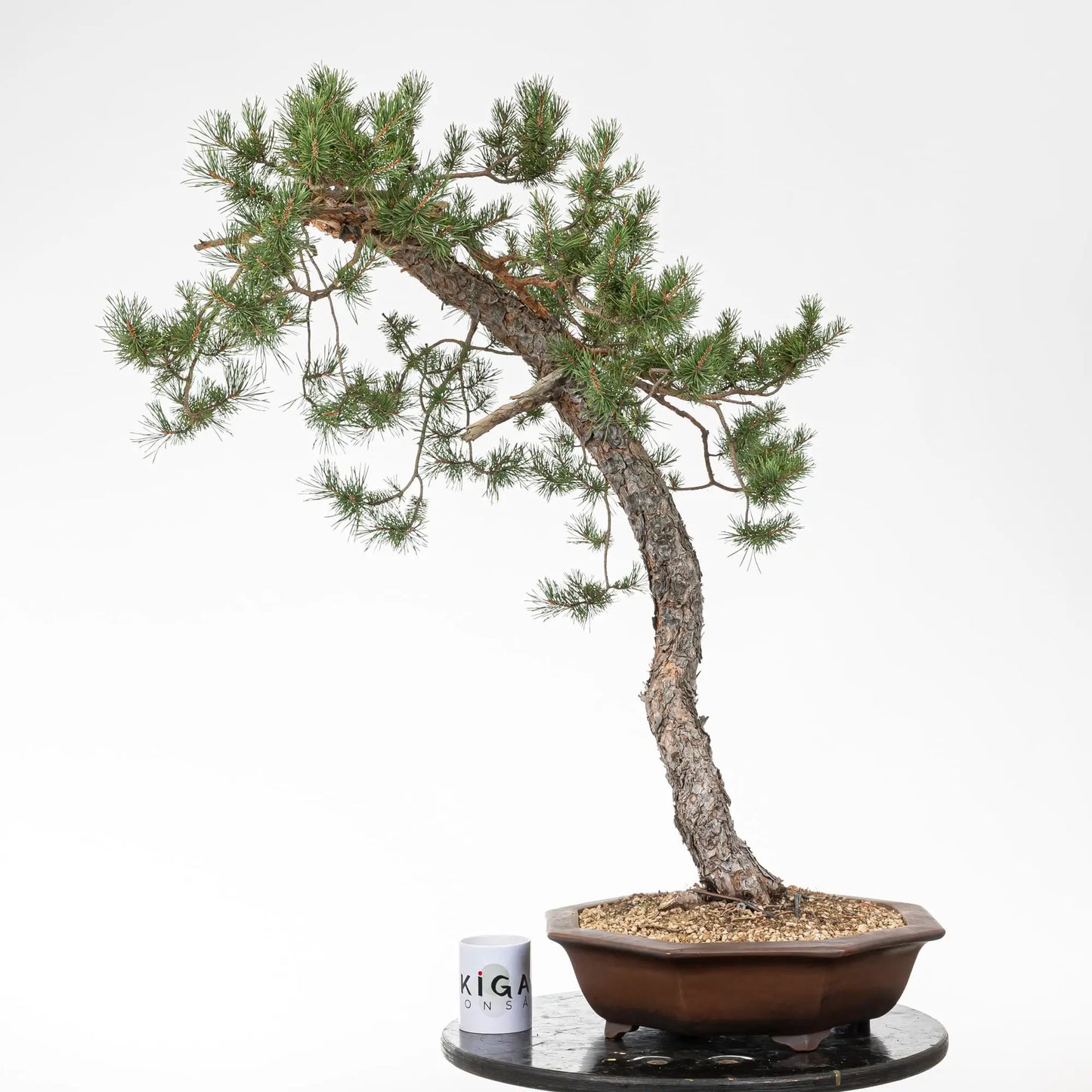 Comparativa de tamaño de bonsai de pino silvestris con una taza de café de la tienda ikigai bonsai.