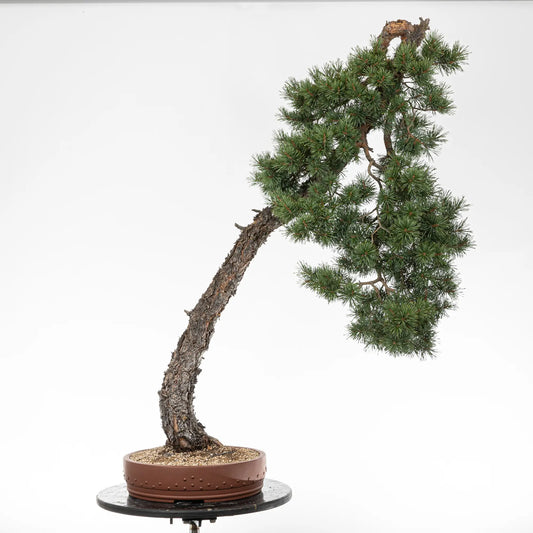 Bonsai yamadori de pinus sylvestris en estilo bunjin y tamaño dai