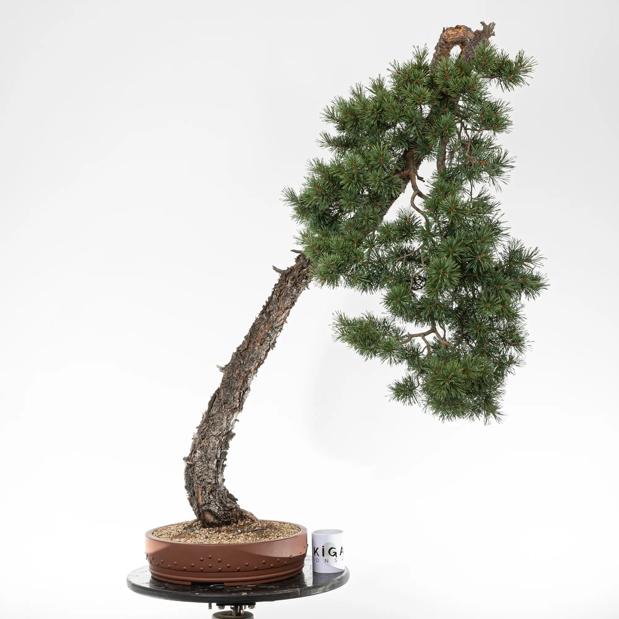 Comparativa de tamaño de bonsai de pinus sylvestris con una taza de café de la tienda de ikigai bonsai.