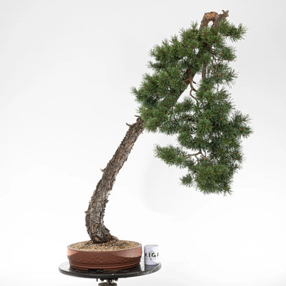 Comparativa de tamaño de bonsai de pinus sylvestris con una taza de café de la tienda de ikigai bonsai.