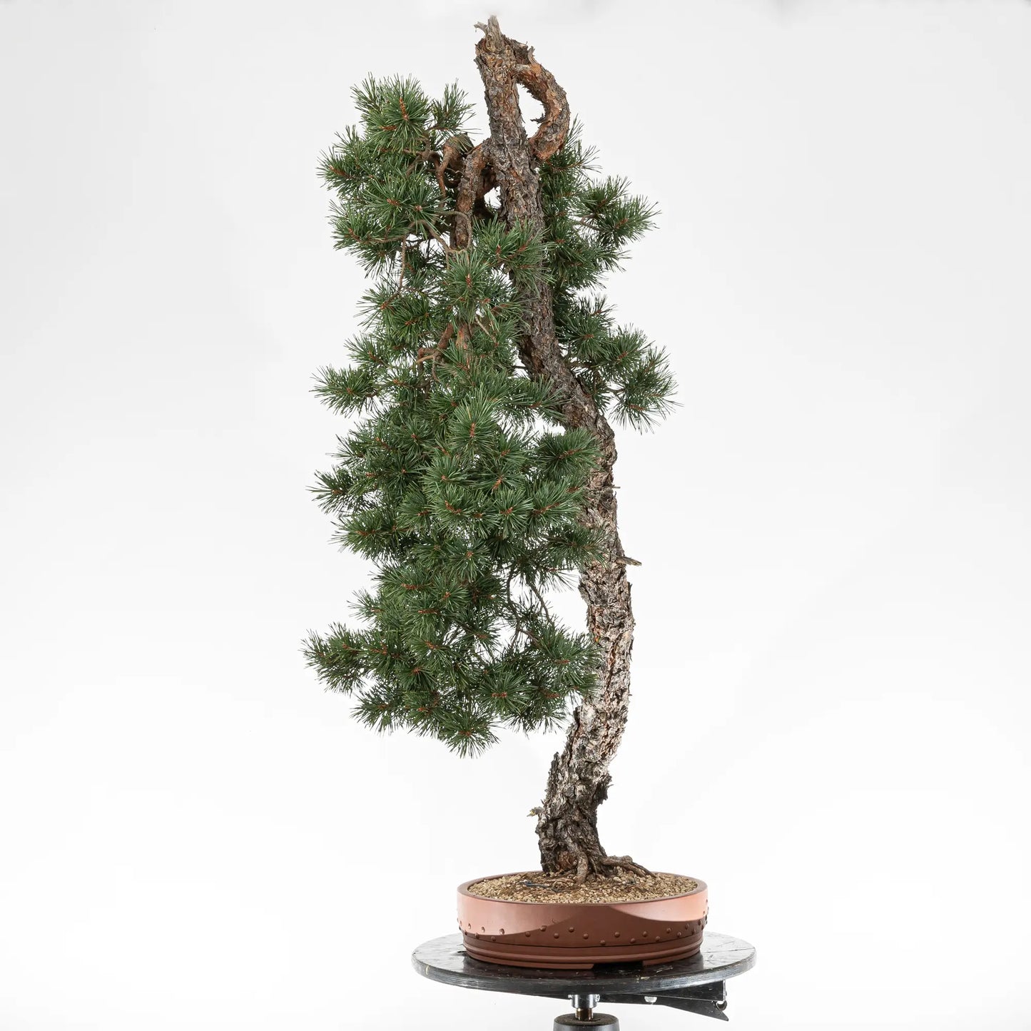 Cara derecha de bonsai de pinus sylvestris
