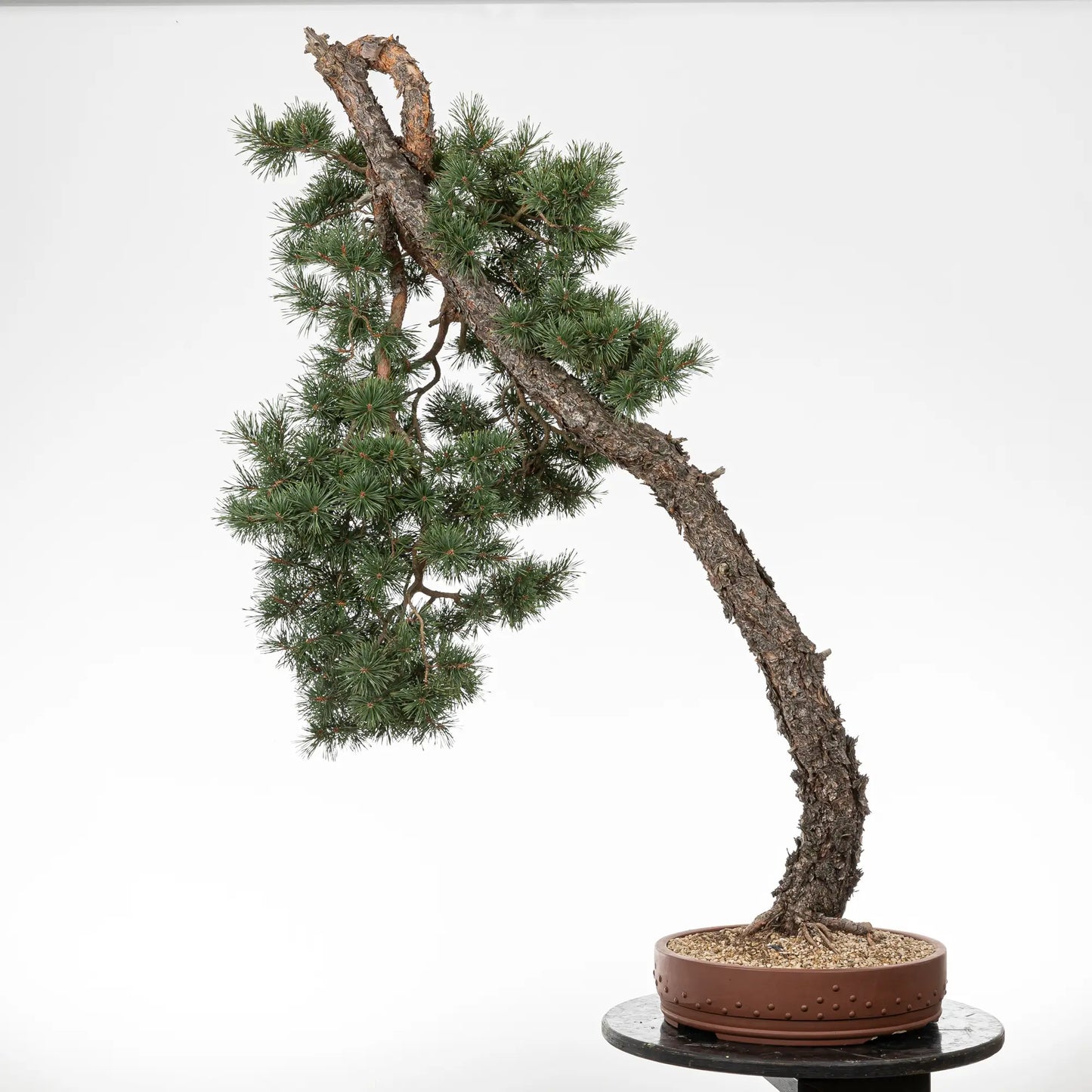 Cara trasera de bonsai de pino silvestre