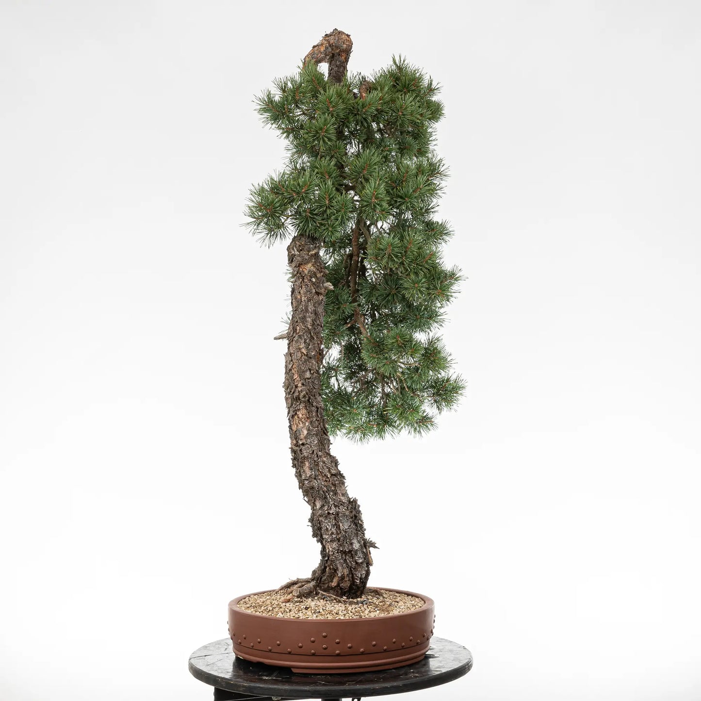Cara izquierda de bonsai de pinus sylvestris