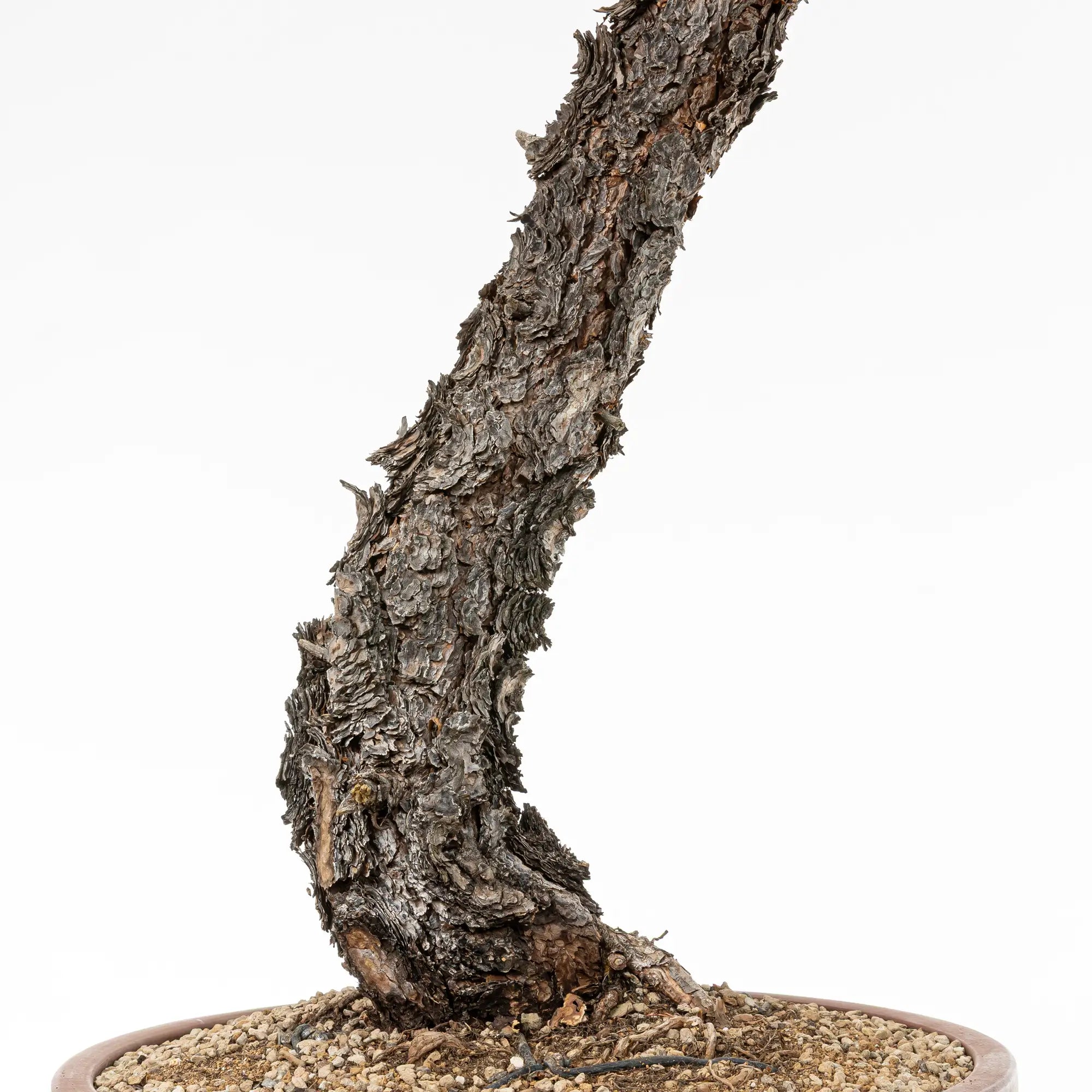 Detalle de nebari, base, corteza y tronco de bonsai de pinus sylvestris