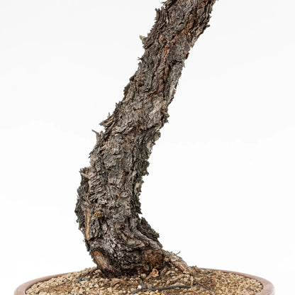 Detalle de nebari, base, corteza y tronco de bonsai de pinus sylvestris