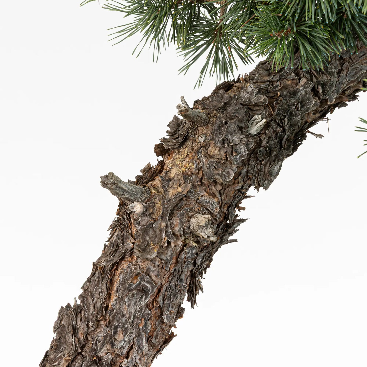 Detalle de tronco y corteza de pino silvestre