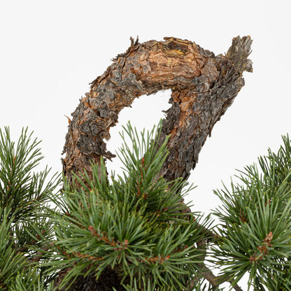 Detalle de curva de bonsai de pinus sylvestris