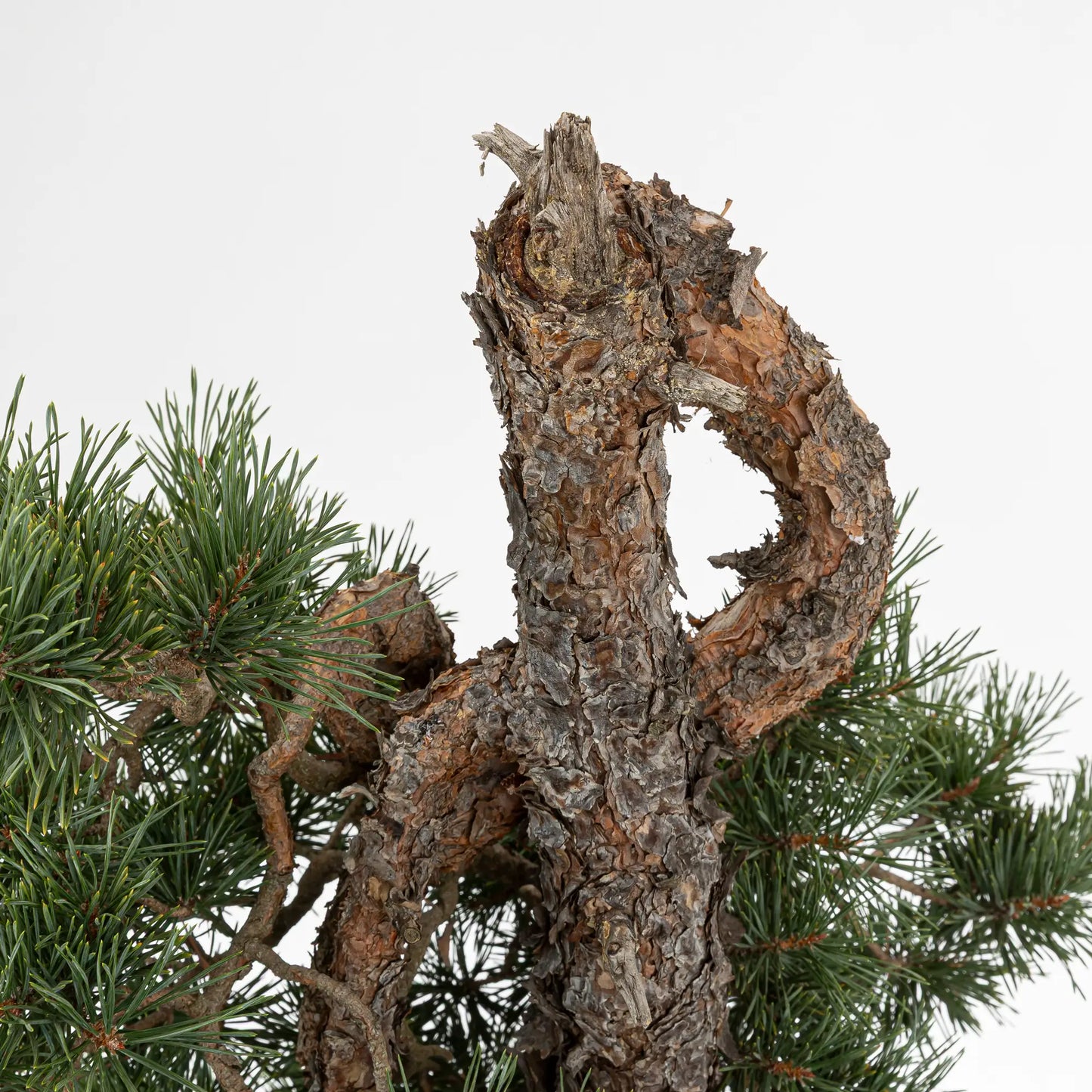 Detalle de curva, tronco  y corteza anaranjada de bonsai de pino silvestre