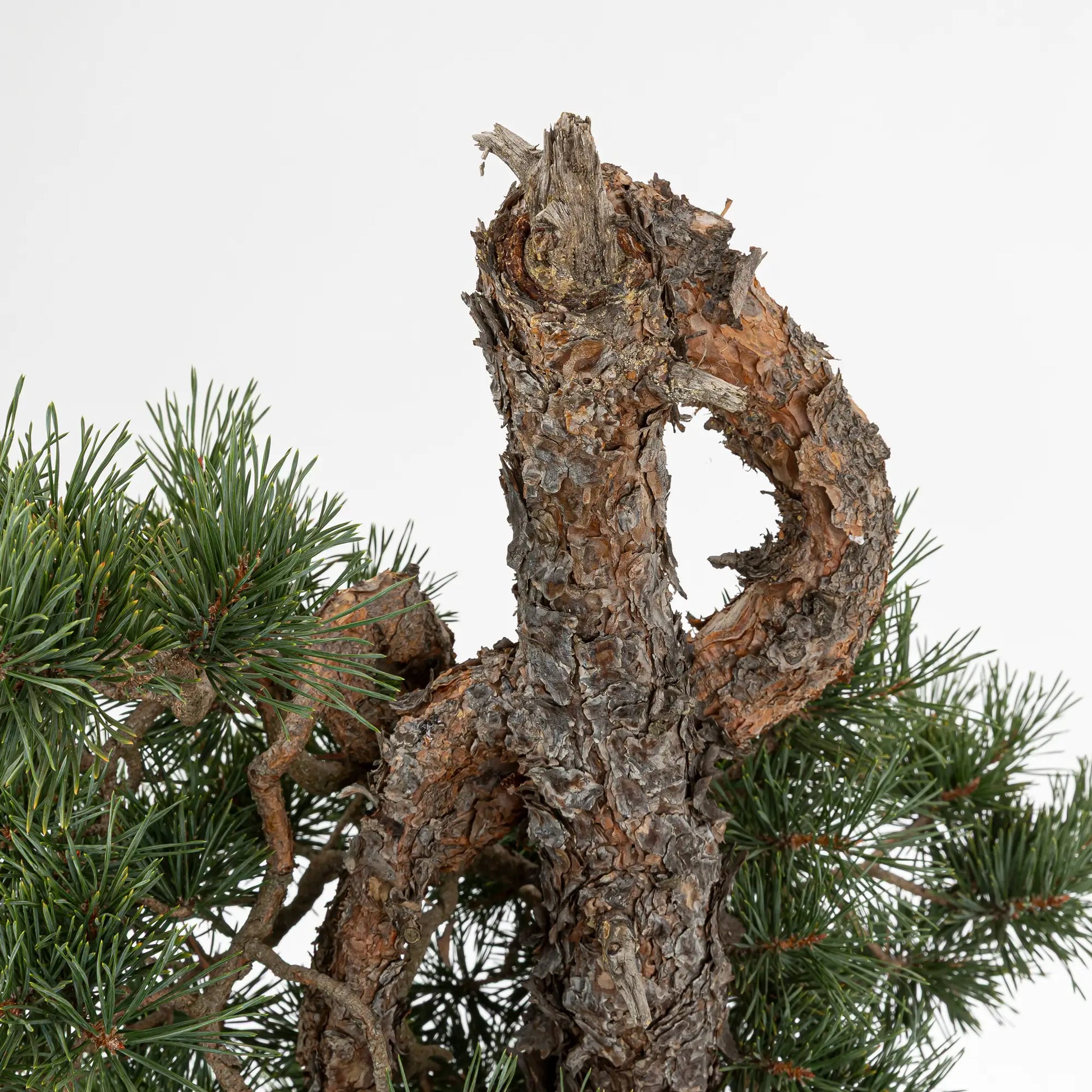 Detalle de curva, tronco  y corteza anaranjada de bonsai de pino silvestre
