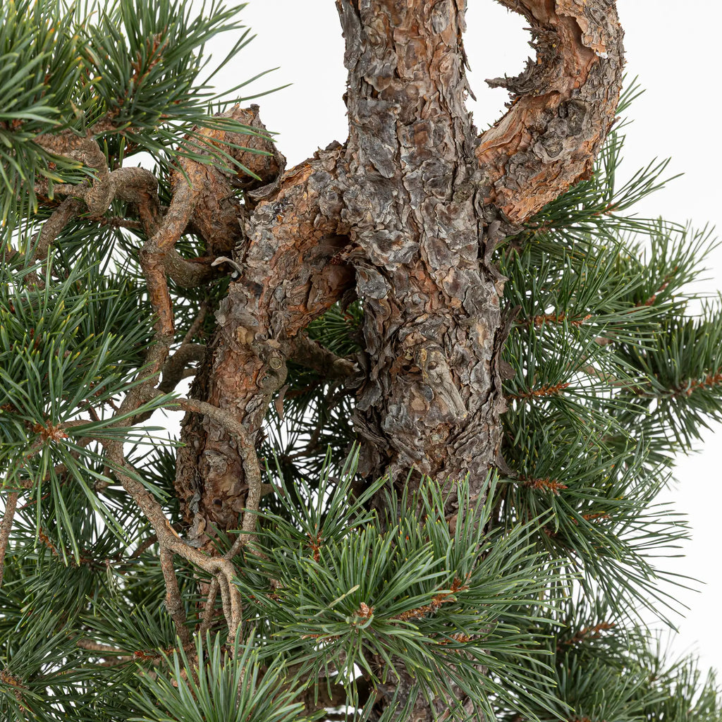 Detalle de ramas de pino silvestre
