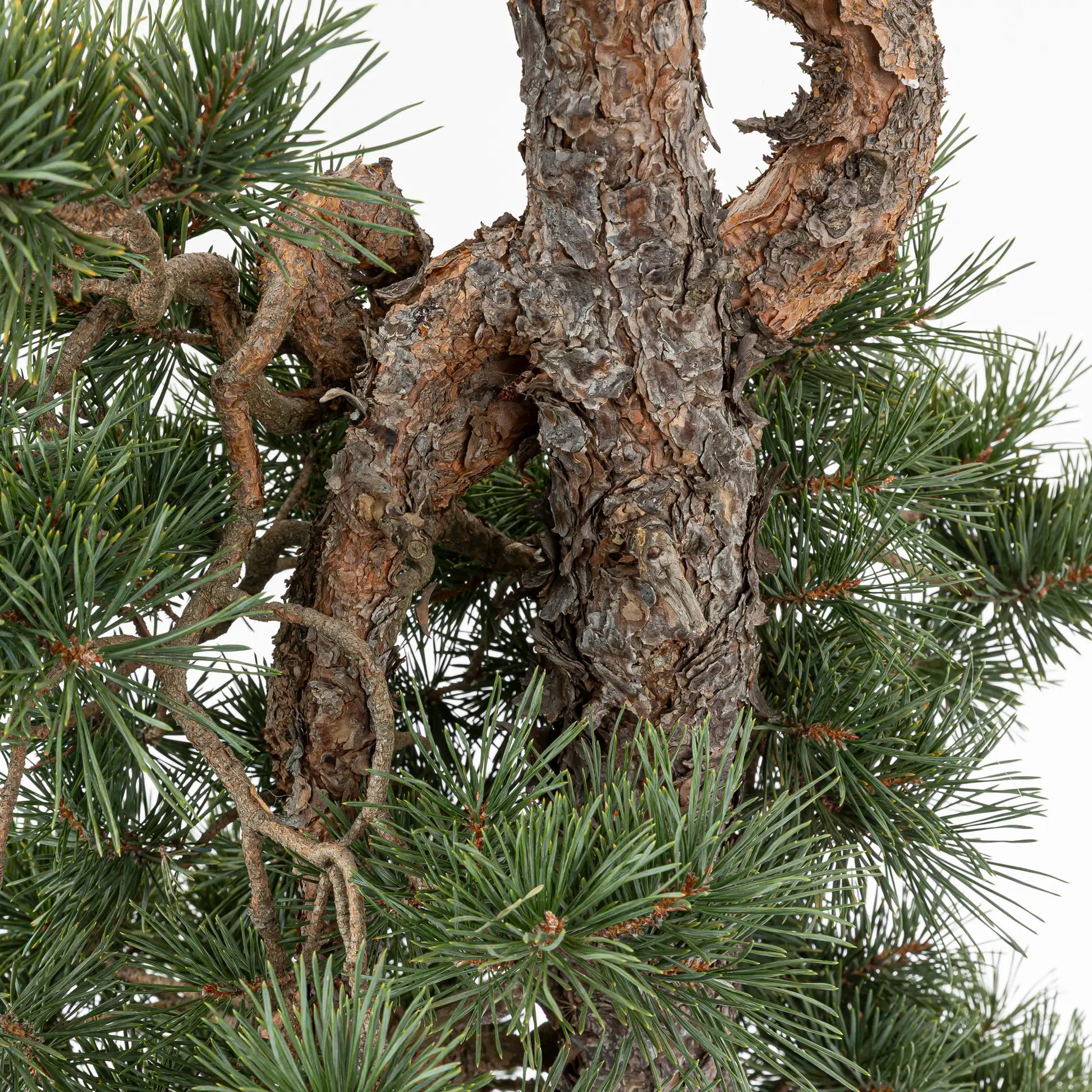 Detalle de ramas de pino silvestre