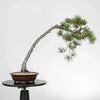 PINUS SYLVESTRIS