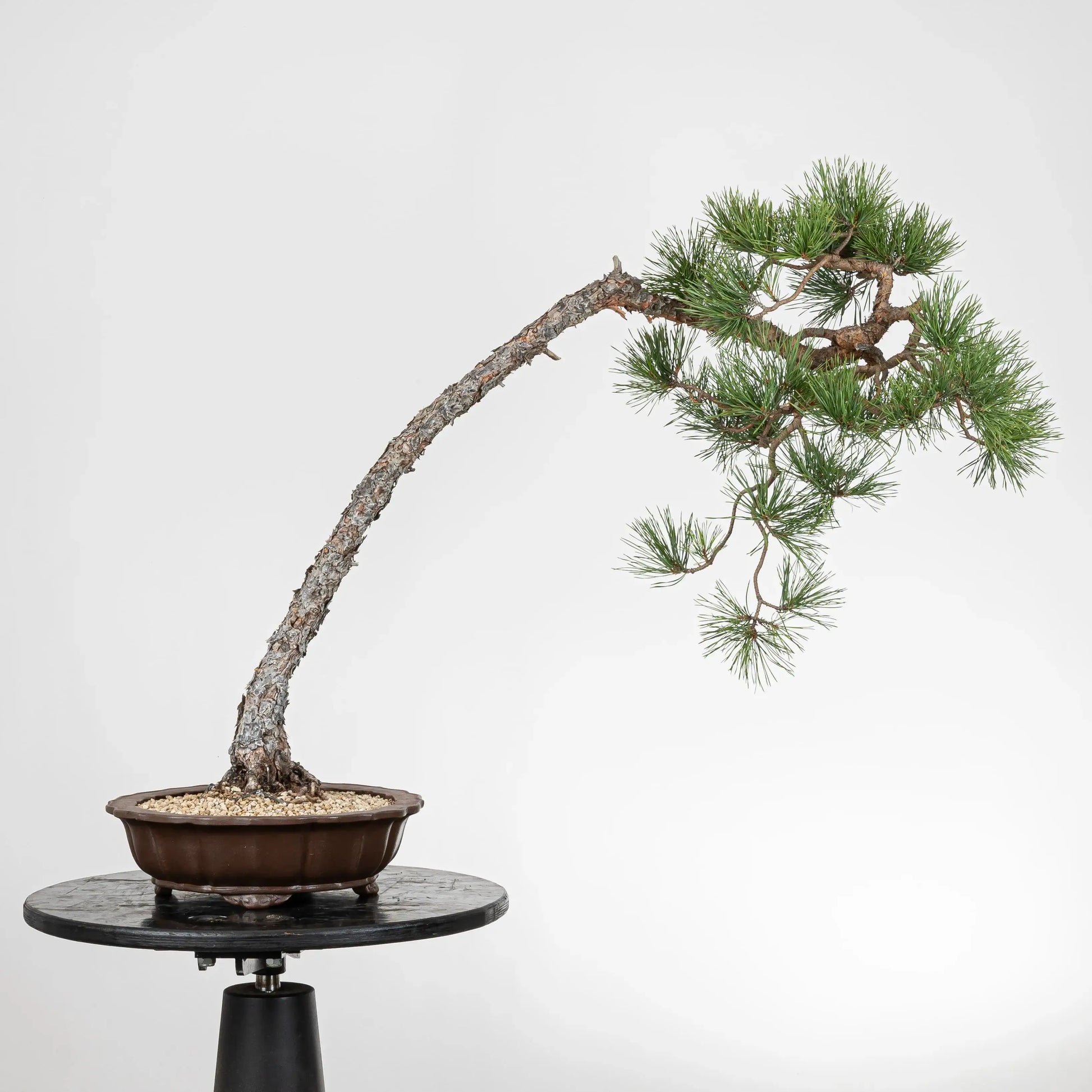 Frente de bonsai de pino silvestre de origen yamadori.