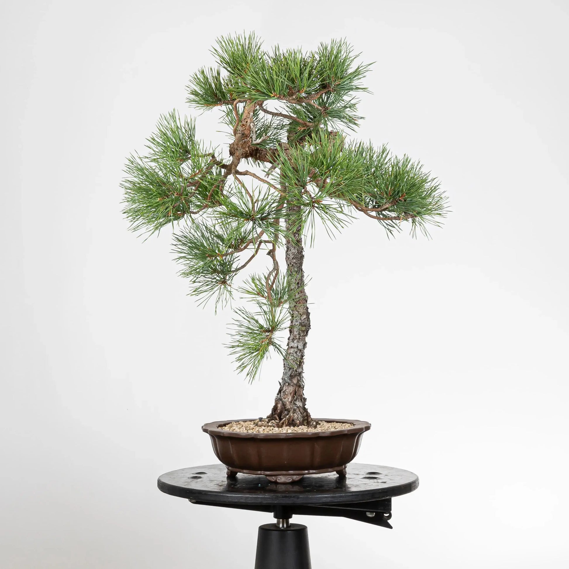 Lado derecho de bonsai de pino silvestre