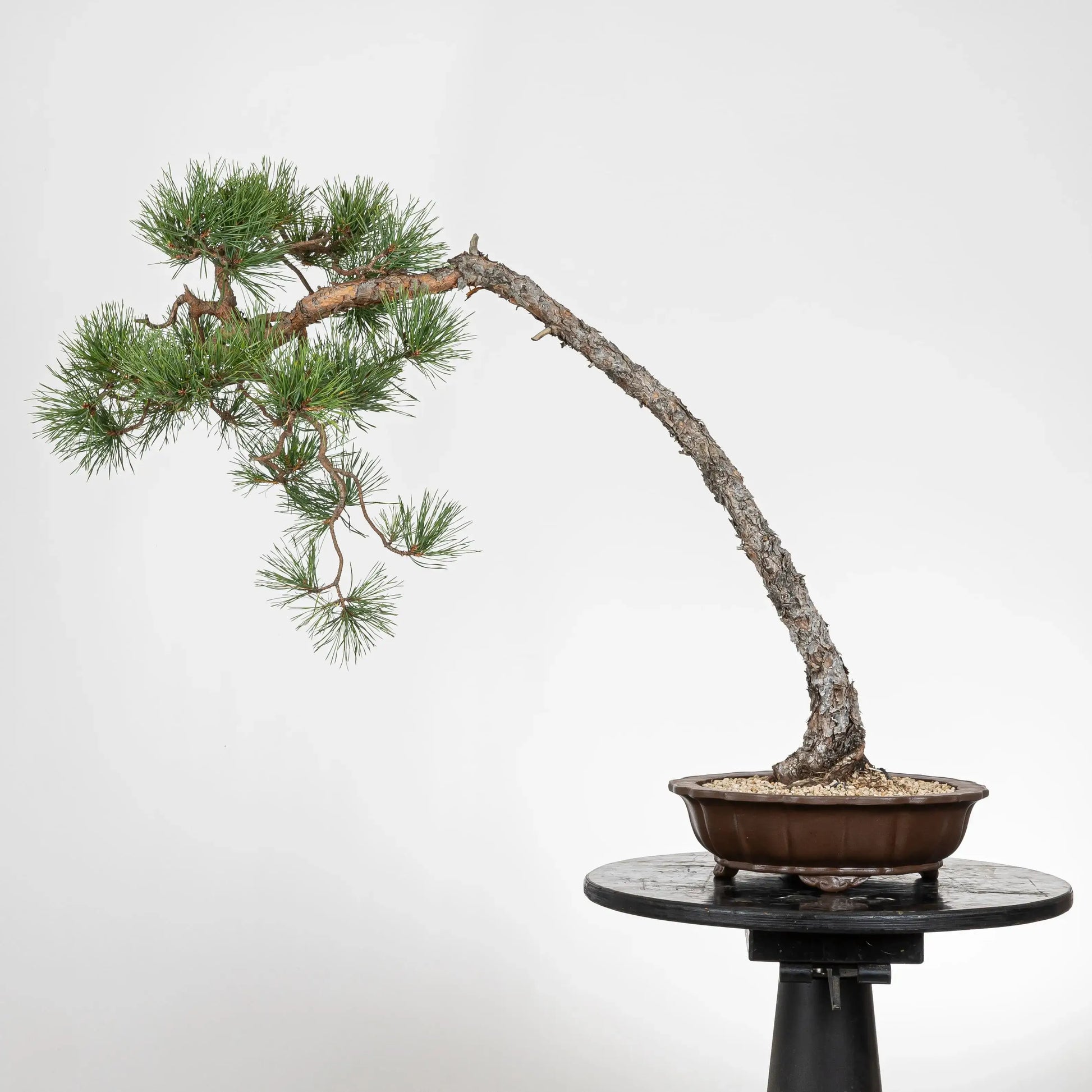 Cara trasera de bonsai de pino silvestre en maceta yixing.