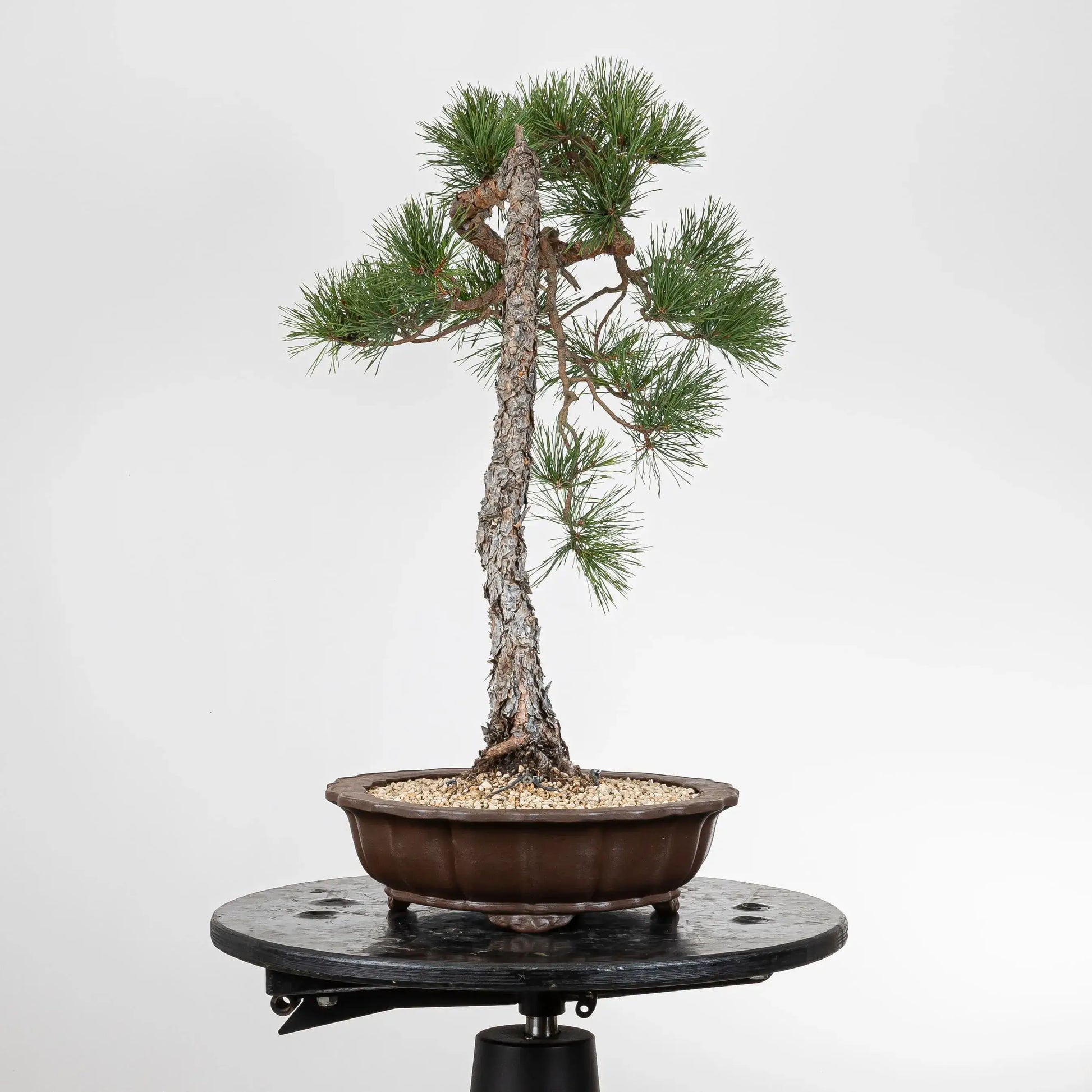 Cara izquierda de bonsai de pino silvestre estilo bunjin