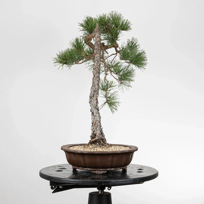 Cara izquierda de bonsai de pino silvestre estilo bunjin