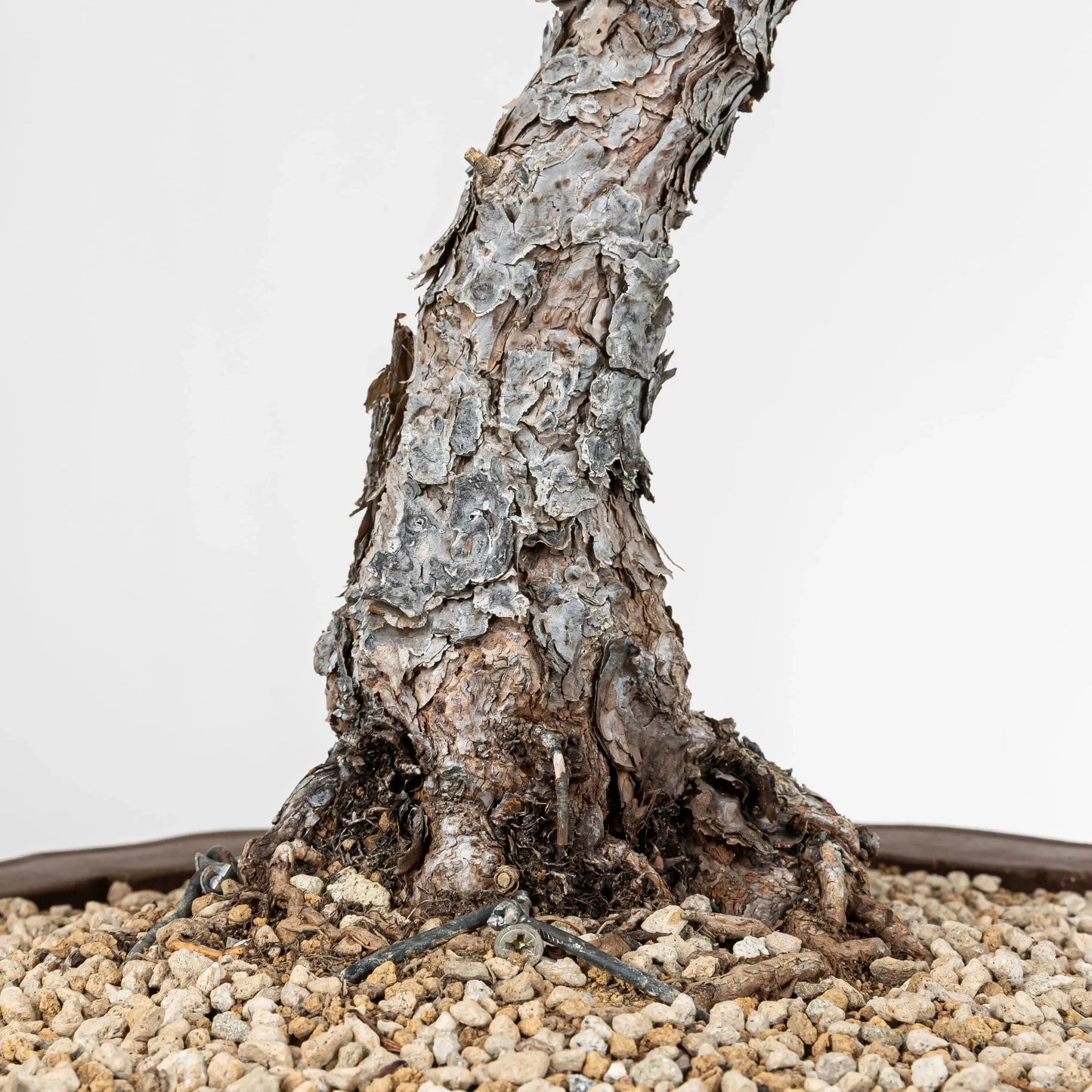 Nebari de bonsai de pino silvestre, se observa que está bien anclado y el sustrato es pomice akadama sin tierr del monte