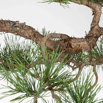 Ramificación anaranjada de bonsai de pino silvestre con aciculas saludables