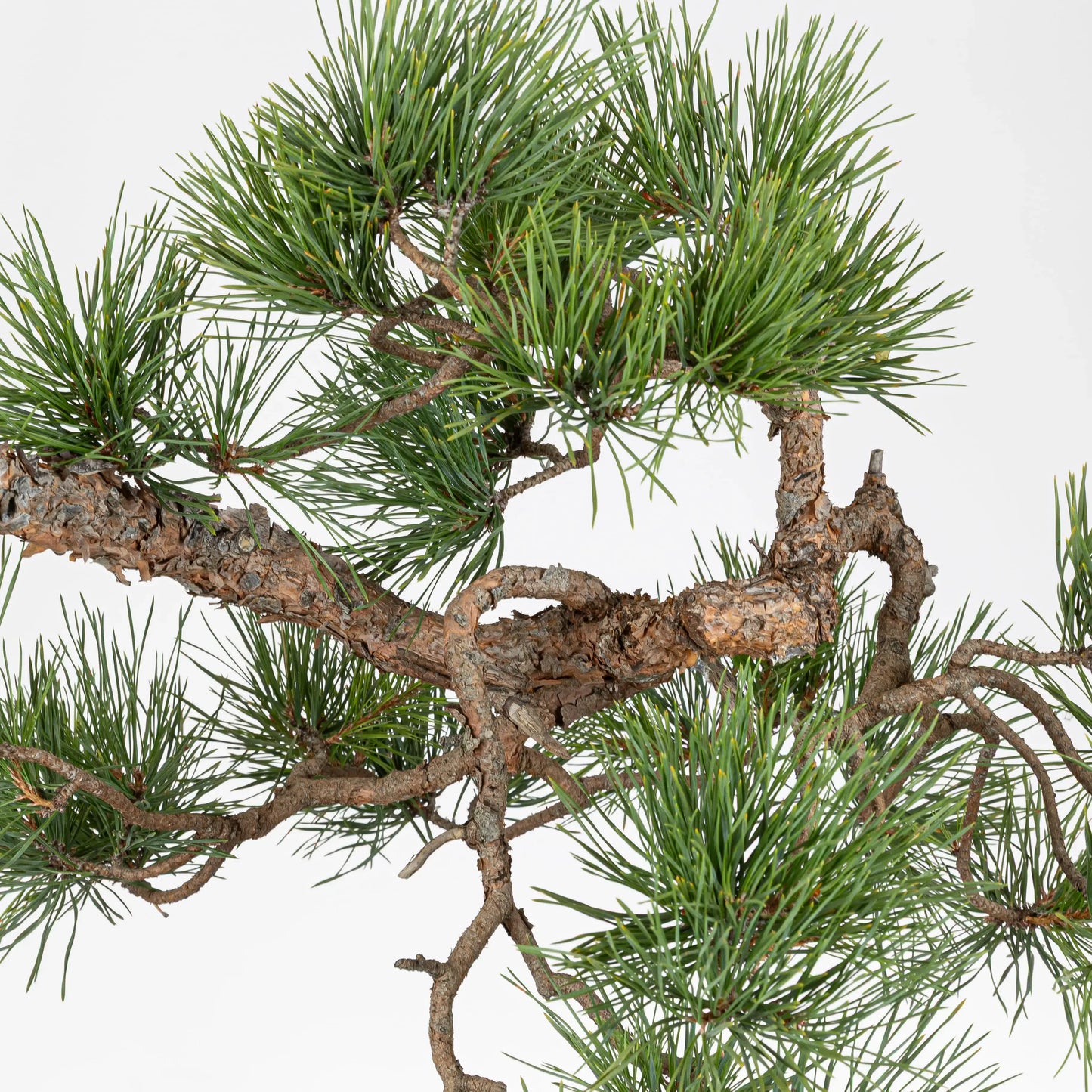 Ramificación de bonsai de pino silvestre donde se observa que ha sido prediseñado.