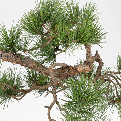 Ramificación de bonsai de pino silvestre donde se observa que ha sido prediseñado.