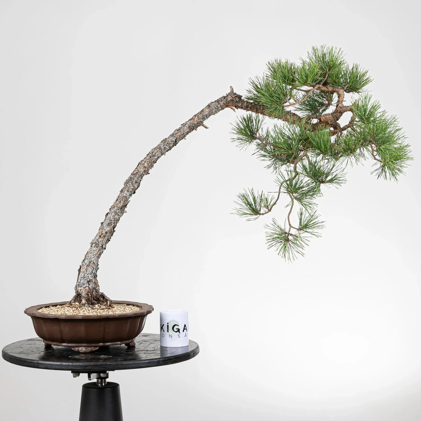 Frente de bonsai de pino silvestre donde hay una comparativa de tamaño con una taza de café de la tienda ikigai bonsai madrid