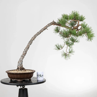 Frente de bonsai de pino silvestre donde hay una comparativa de tamaño con una taza de café de la tienda ikigai bonsai madrid