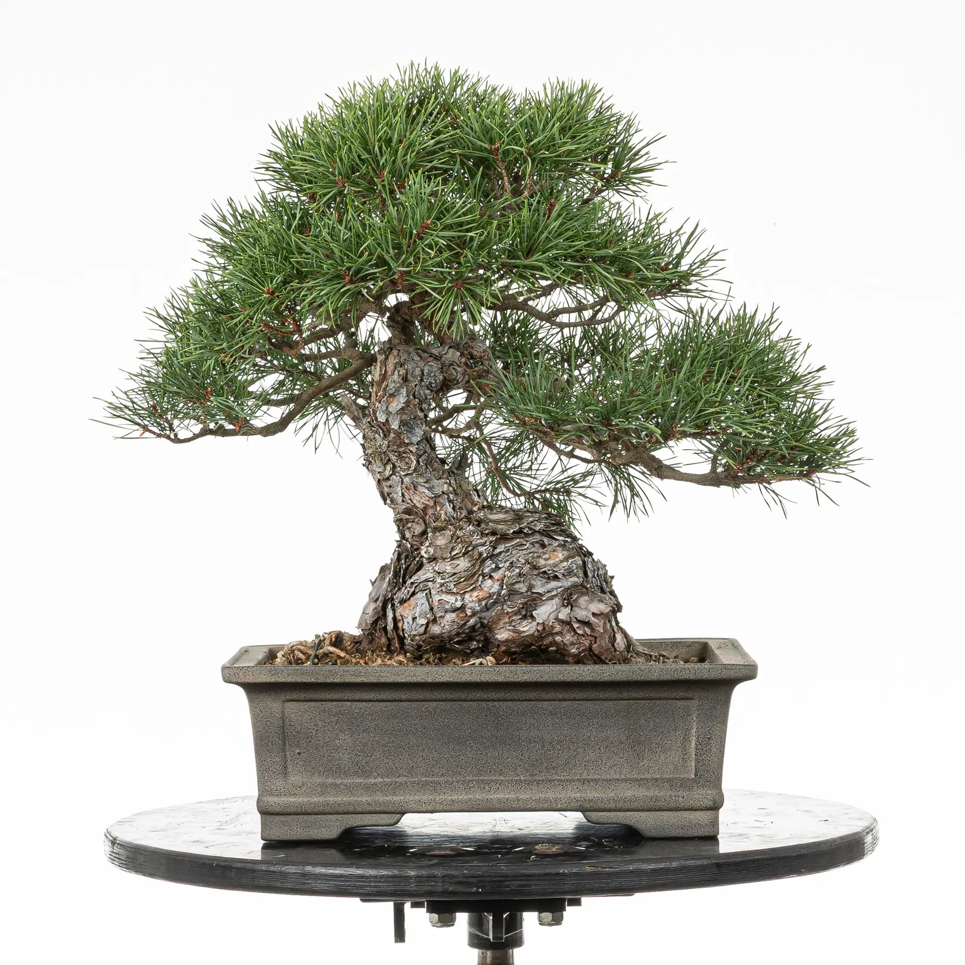 Bonsai yamadori de pinus silvestris de estilo moyogi y tamaño chuhin