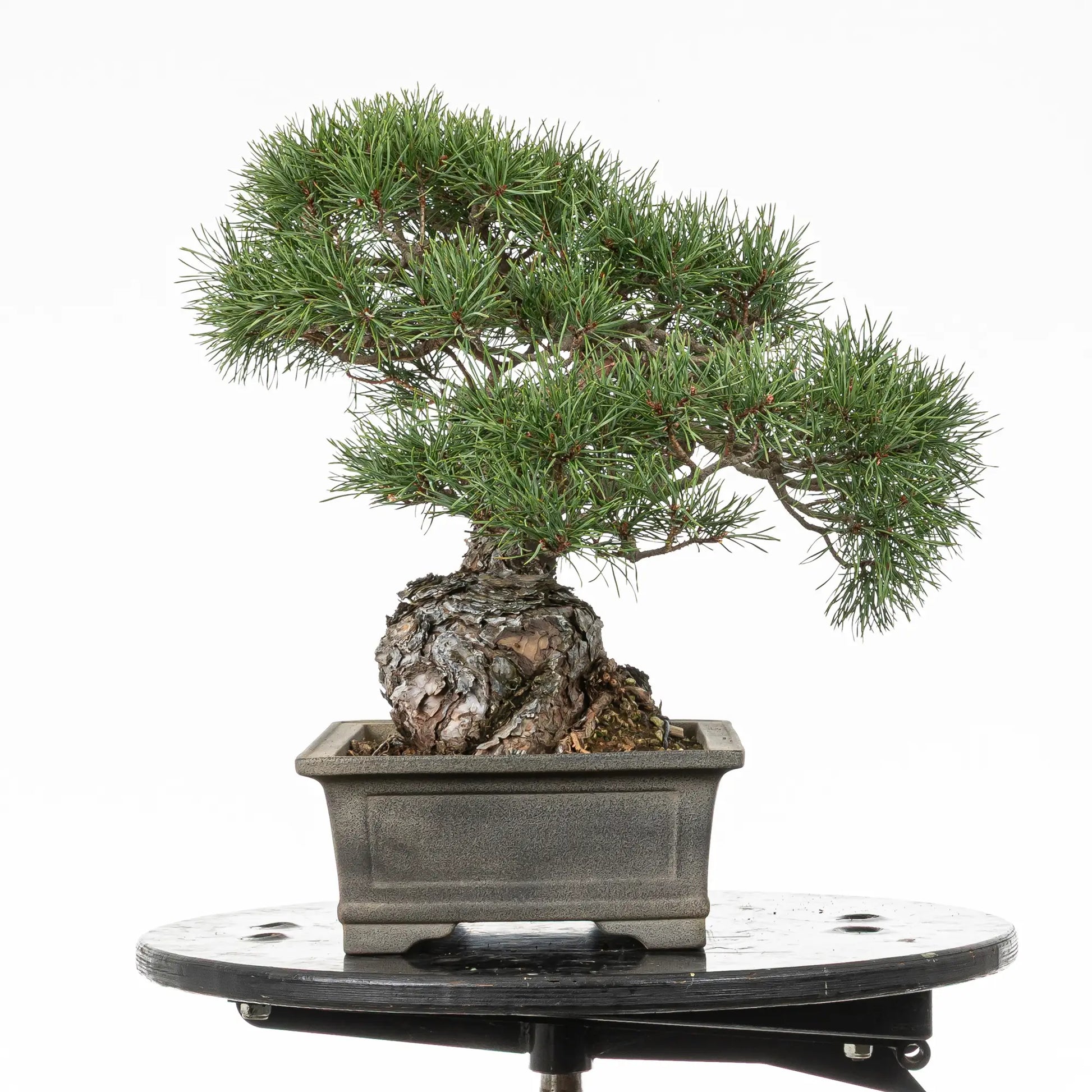 Cara derecha de bonsai yamadori de pino silvestre