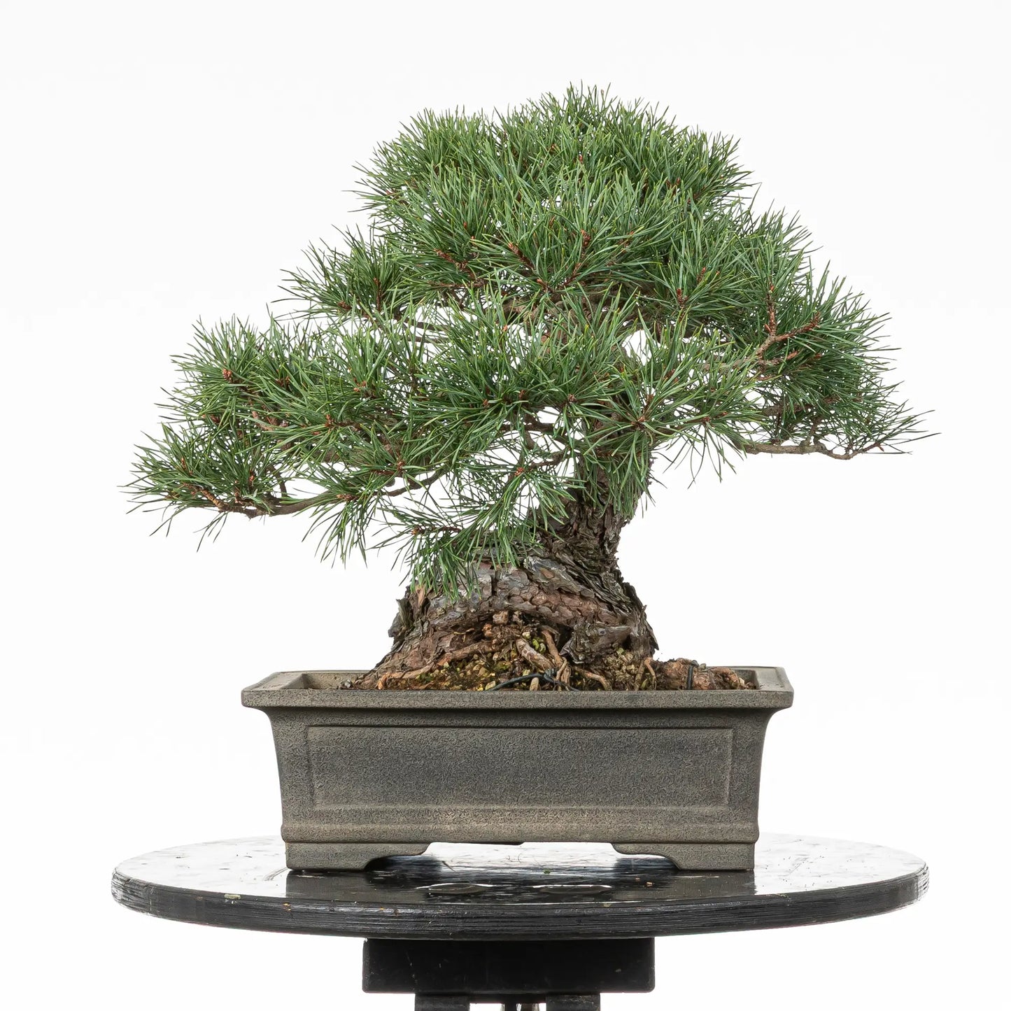 Cara trasera de bonsai yamadori de pino silvestris