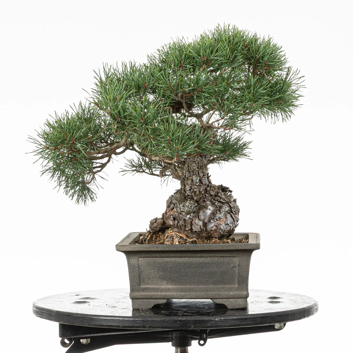Cara izquierda de bonsai yamadori de pino silvestris