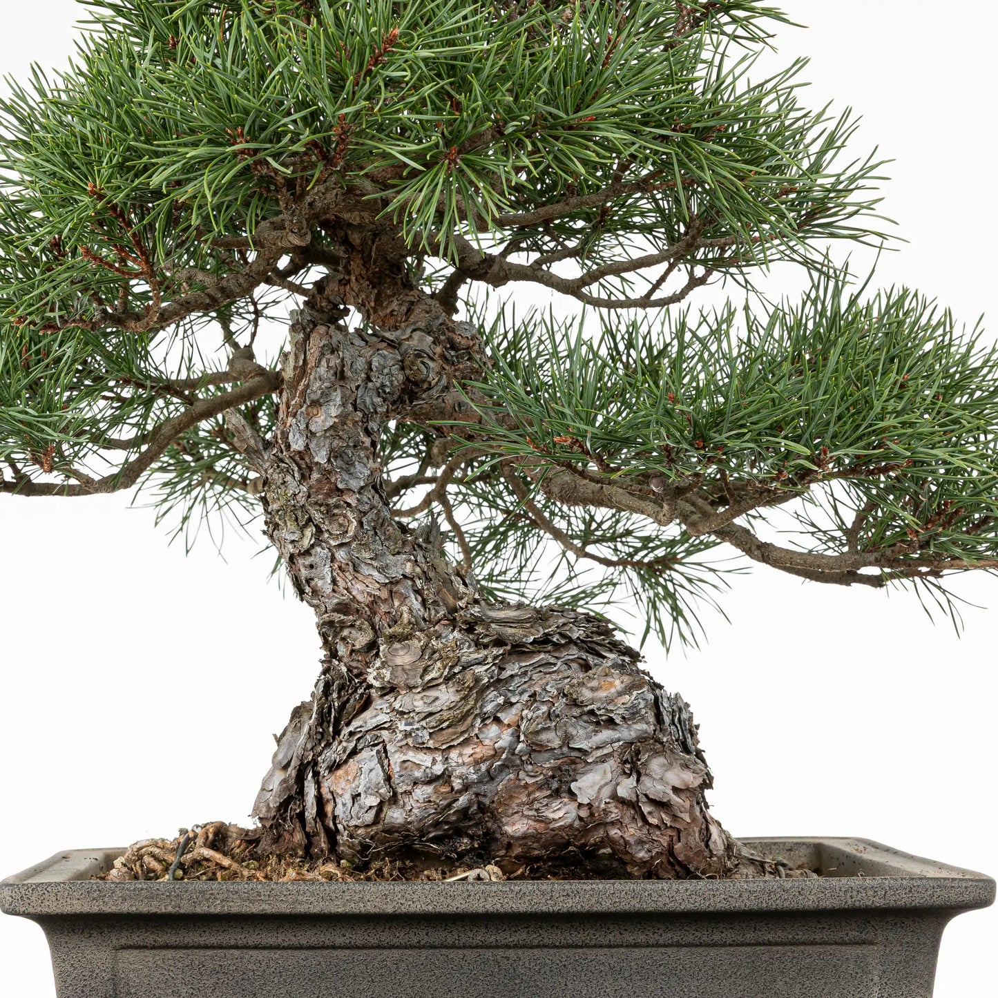 Detalle de nebari, tronco y ramas de bonsai yamadori de pino silvestris