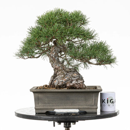 Comparativa de tamaño de bonsai yamadori de pino  sivestris con una taza de café de la tienda ikigai bonsai.